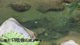 臺灣白甲魚～又名台灣鏟頷魚～俗名苦花（有水中螢火蟲之稱）