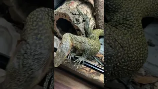 Had to take my peach throat to the vet a few days ago. Here’s why…😳 #reptiles #monitorlizards