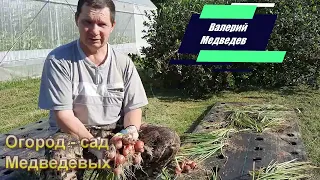 Лук-шалот созрел. Советы по выращиванию и размножению