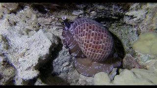 Partridge Tun patrols Puako's dark seas.                                            4K