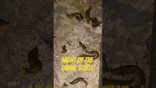 “NIGHT OF THE LIVING DEAD SLUGS”🤮😱#cat #catvideos #zombie survival #viral #movie #scary #rapture