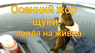 Осенний жор щуки Ловля щуки и окуня в ноябре на кружки