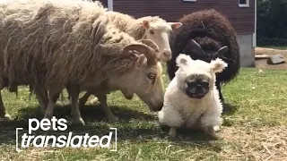 Follow The Herd | Pets Translated