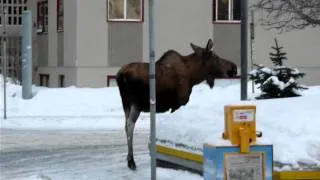 Downtown Anchorage Moose