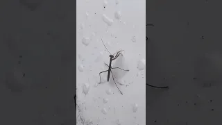 雨の日ですが、カマキリの赤ちゃんがもう洗面器の上で活動していました。