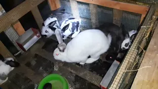 prolificitatea la iepurii metisații și cei prin schimbarea de sânge, schimbarea boxei la 🐇de 2 luni