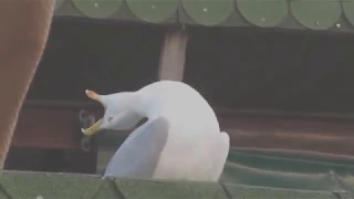 Seagull laughing like HUMAN omg! Чайка смеется как человек РЖАКА УГАР ПРИКОЛ