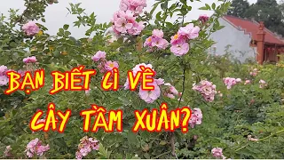 Vẻ Đẹp Của Cây Hoa Tầm Xuân.