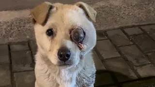 Stray dog ​​is blind in one eye and has a swollen face, unable to chew food with his teeth