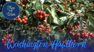 Tree of the Week: Washington Hawthorn