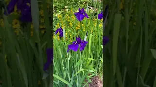 Quick Garden Tour #cottagegarden #roses #gardentour