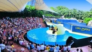 LORO PARQUE ORCA WHALES 2014 #EMPTYtheTANKS