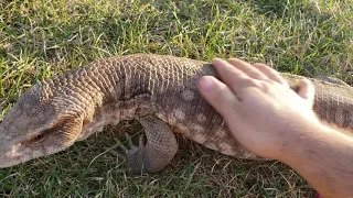 HOW TO TAME MONITOR LIZARDS! | SAVANNAH BLACK THROATS | WHAT I DO FOR BEST RESULTS!!!!