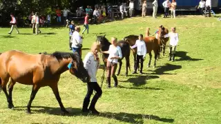 Свято гуцульського коня 2014