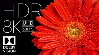 8K HDR 60FPS Dolby Vision | Perfect Black