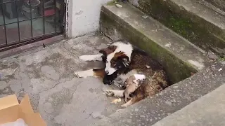 Gave birth on the cold concrete, she looks at each passing by hoped they could take her 6 puppies