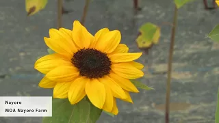 [Hokkaido Travel Nayoro] Experience the vast fields of sunflowers!