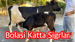 Ena bola Katta sigrlar sotiladi☎️90-560-84-91 . Dastafka bor