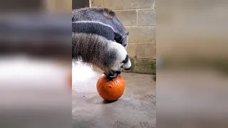 Giant anteater pumpkin carving