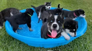 1 Month Old Puppies go Swimming for the First Time!