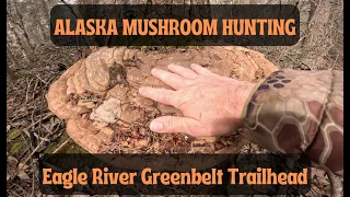 Alaska Mushroom Hunting Eagle River Greenbelt Trail