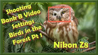 Nikon Z8 Shooting Bank B - Video Recording Menu Setup 30fps Birds in the Forest