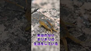 【フナムシ】常に生死を彷徨いながら生きているムシ