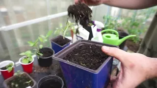 Transplanting Tomatoes, super easy method