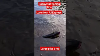 Large pike on lure from AliExpress #pike