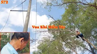 Hồi hộp !! Vua Khỉ leo lên nhiều cây lạ, đã c.hết khô có nhiều dây điện để cưa hạ gốc. Cutting trees