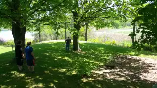 Cutting down a large black oak tree