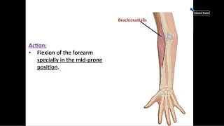 Muscles of the Back of Forearm - Dr. Ahmed Farid