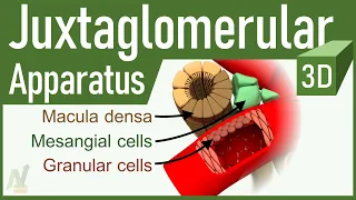 05. Juxtaglomerular Apparatus [3D]