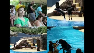 ТЕНЕРИФЕ - Лоро Парк ! Шоу Морских котиков. Loro Park - Fur Seal Show