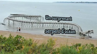 Un surprenant Serpent d'océan vu du ciel - Mer & Océan - Mer et Océan