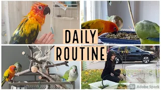 My Daily Routine With Two Quaker Parrots & Sun Conure