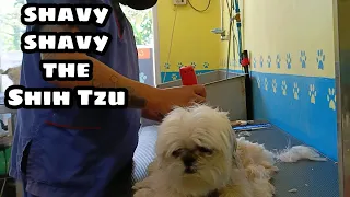 Lots of skin flakes shavy shavy | shaved down shih-tzu