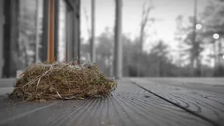 Walden Ch 17: Spring (video of a recently installed path going directly to the site of the cabin)