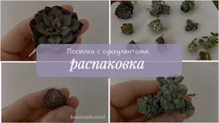 Распаковка суккулентов