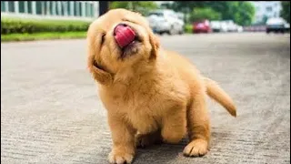 AWW Animals SOO Cute 🔴 Cute baby animals Videos Compilation cute moment of the animals #3