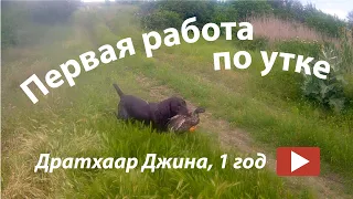 Дратхаар. Первая работа по утке.