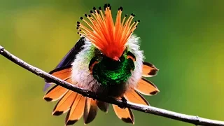 10 Most Beautiful Hummingbirds In The World