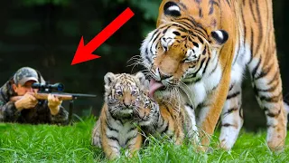 ВЫ не ПОВЕРИТЕ в то, что спасло беременную тигрицу от охотников!