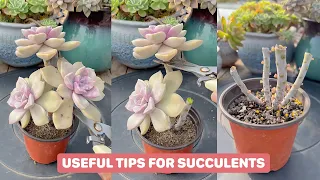 6 Useful Tips for Succulents - 6 Mẹo chăm sóc sen đá | 多肉植物| 다육이들 | Suculentas