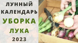 УБОРКА ЛУКА по лунному календарю 2023: ИЮНЬ, ИЮЛЬ и АВГУСТ! Сбор порея, репки и севка!