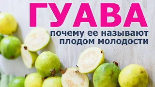 ГУАВА – фрукт или эликсир молодости, вся правда о тайском яблоке