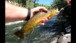 Provo River 5 18 24