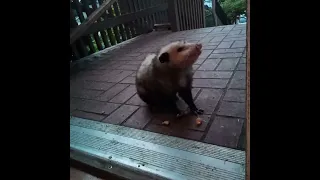 opossum knocking on my door