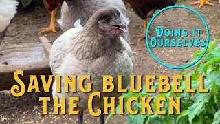 Saving Bluebell The Chicken - Doing It Ourselves