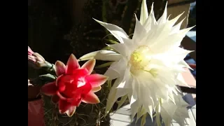 Мои  цветущие  кактусы! Гимнокалициум. Ехинопсис.Gymnocalycium.Echinopsis..